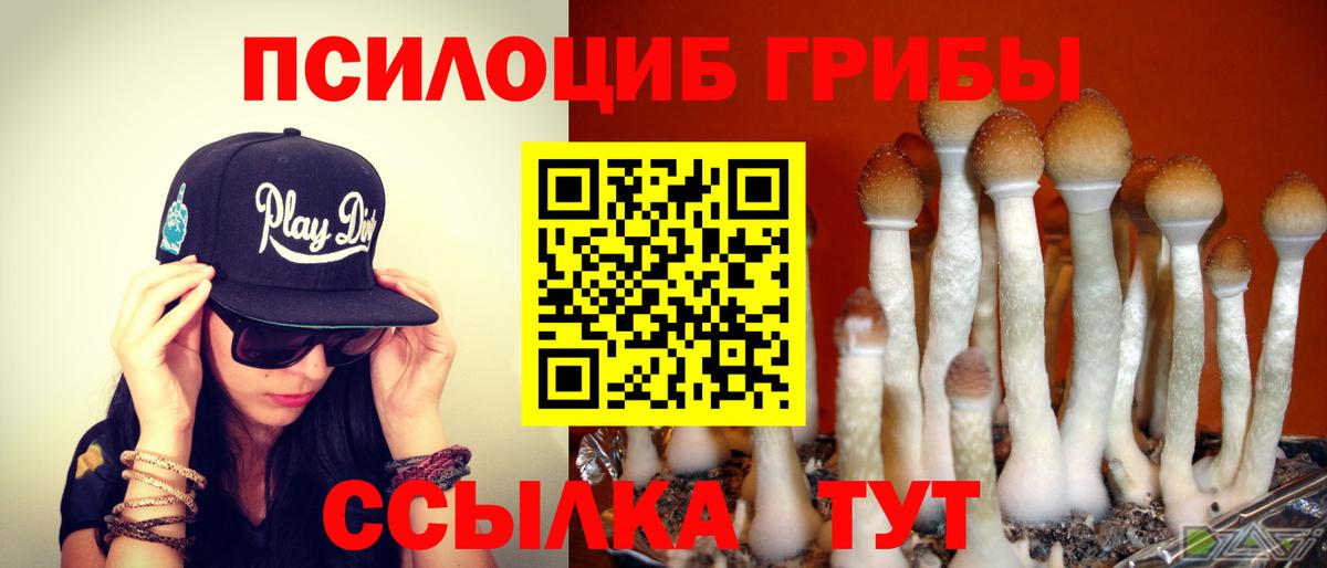 Псилоцибиновые грибы Psilocybe Гуково
